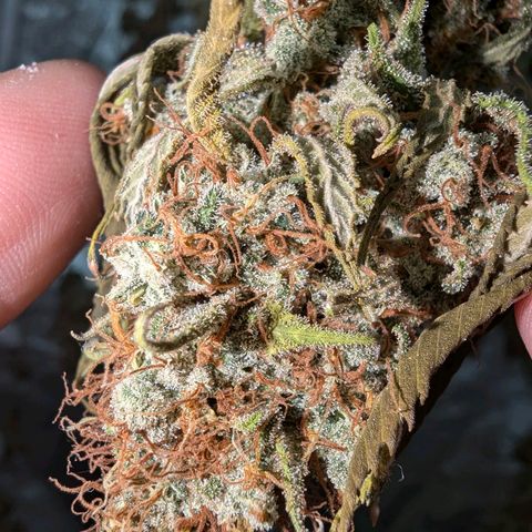 GH Cheese #1 growlog timeline photo