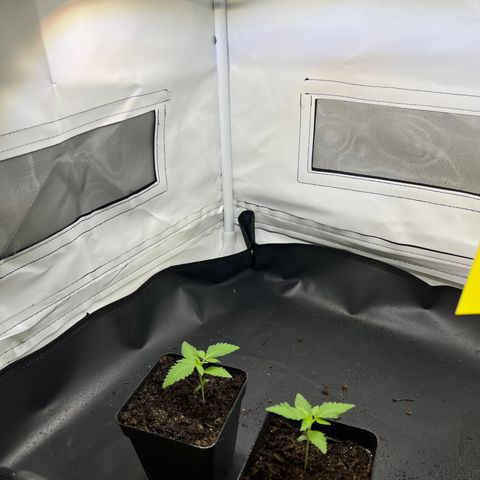 Hannes III. & VI growlog timeline photo