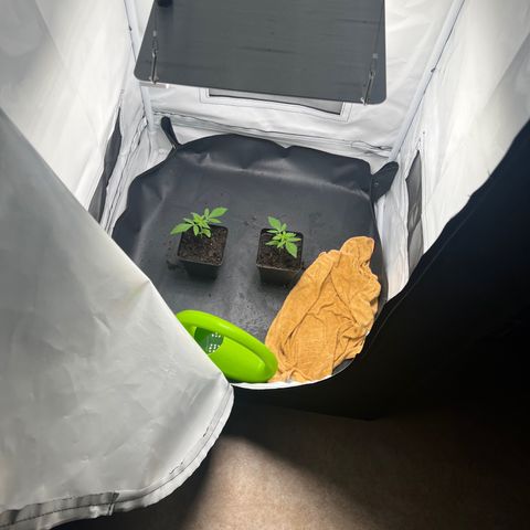 Hannes III. & VI growlog timeline photo