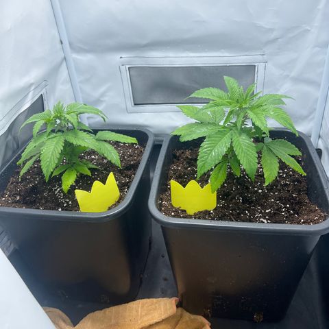 Hannes III. & VI growlog photo: 11L 