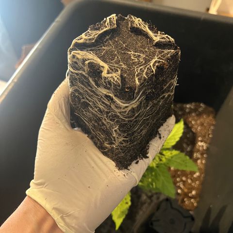 Hannes III. & VI growlog photo: 11L 