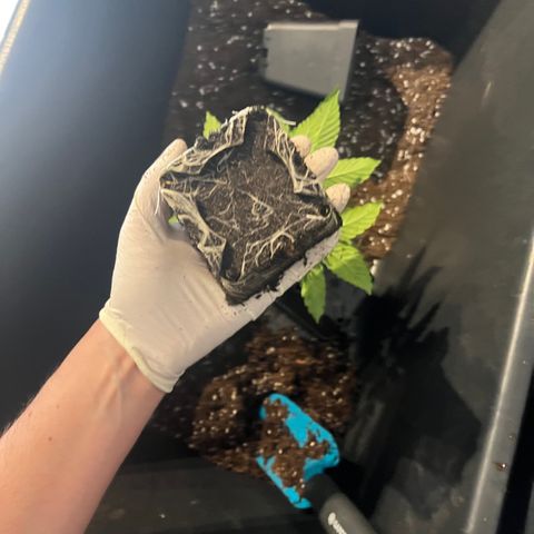 Hannes III. & VI growlog photo: 11L 