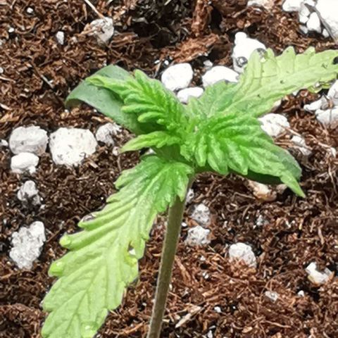 Northern light #2 growlog timeline photo