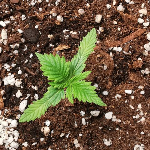 Northern light #2 growlog timeline photo