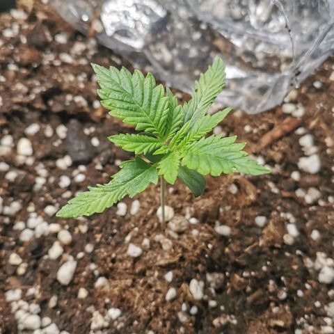 Northern light #2 growlog timeline photo