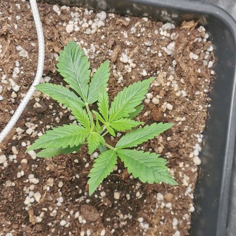 Northern light #2 growlog timeline photo