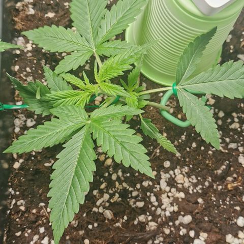 Northern light #2 growlog photo: Inizio lst