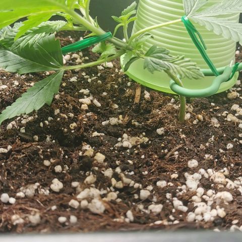 Northern light #2 growlog photo: Inizio lst