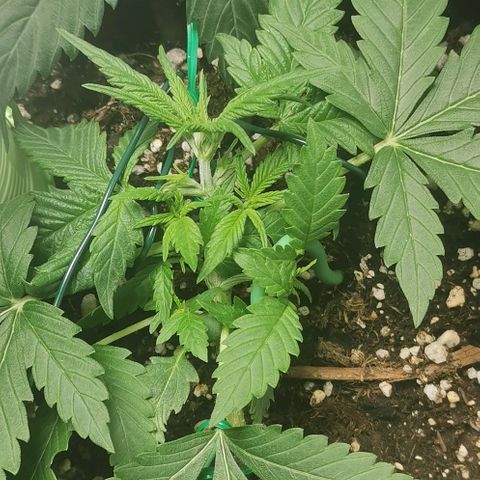 Northern light #2 growlog timeline photo
