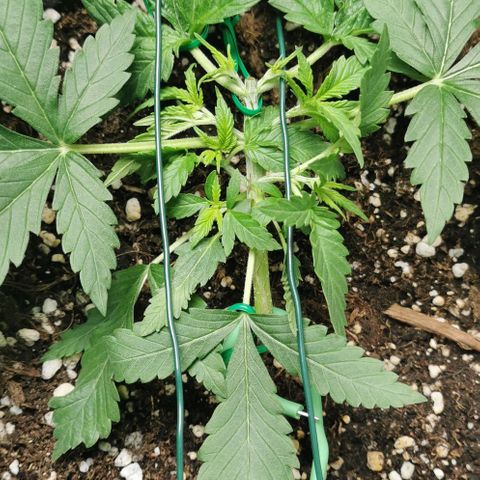 Northern light #2 growlog timeline photo
