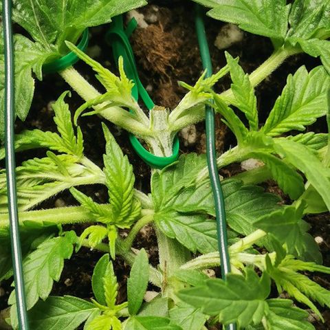 Northern light #2 growlog timeline photo