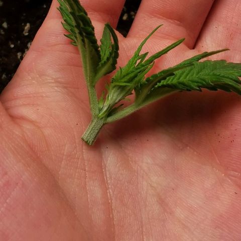 Northern light #2 growlog timeline photo