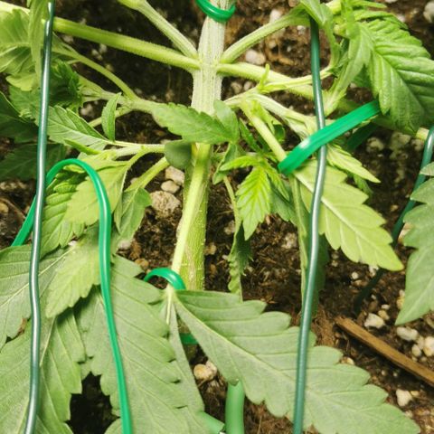 Northern light #2 growlog timeline photo