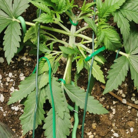 Northern light #2 growlog timeline photo