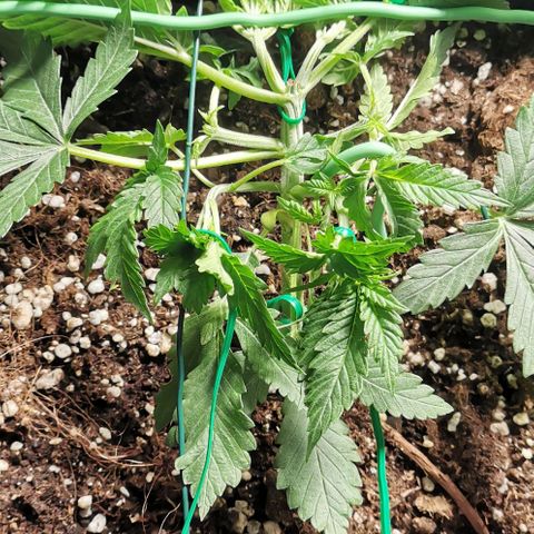 Northern light #2 growlog photo: Multi topping