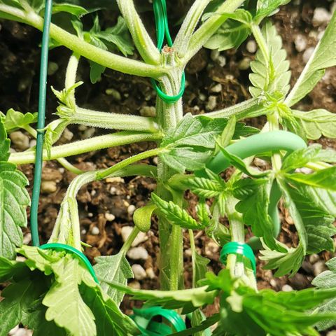Northern light #2 growlog photo: Multi topping