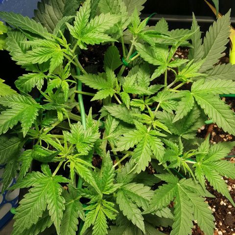 Northern light #2 growlog timeline photo
