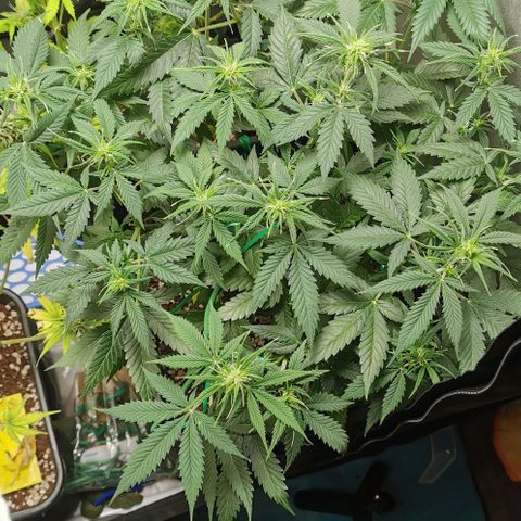 Northern light #2 growlog timeline photo