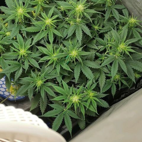 Northern light #2 growlog timeline photo