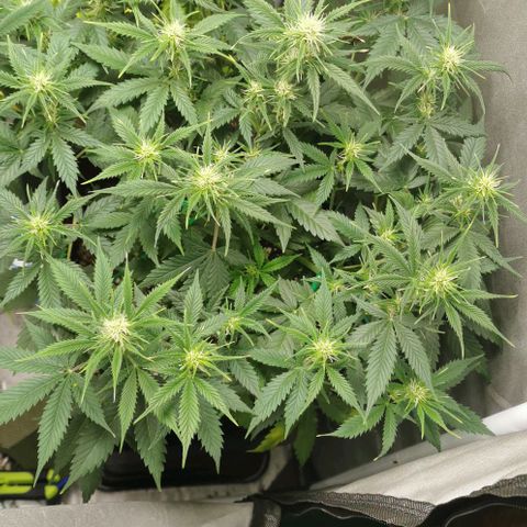 Northern light #2 growlog timeline photo