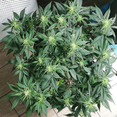 Northern light #2 growlog timeline photo