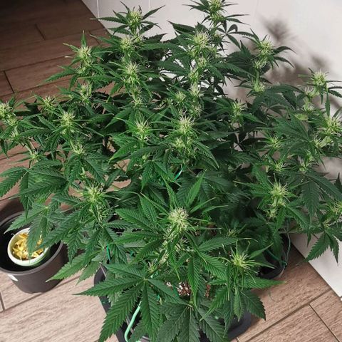 Northern light #2 growlog timeline photo