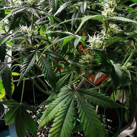 Northern light #2 growlog timeline photo