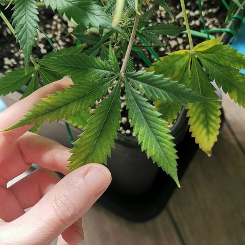 Northern light #2 growlog timeline photo