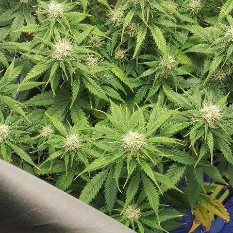 Northern light #2 growlog timeline photo