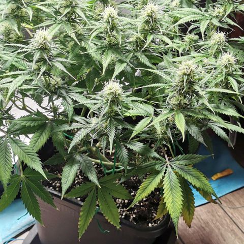 Northern light #2 growlog timeline photo