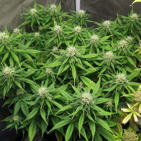 Northern light #2 growlog timeline photo