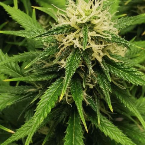 Northern light #2 growlog timeline photo