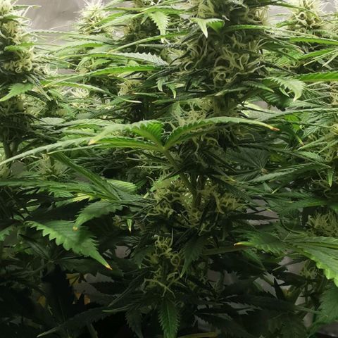 Northern light #2 growlog timeline photo