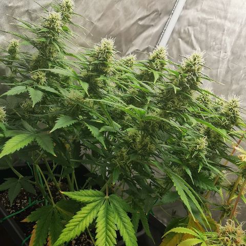 Northern light #2 growlog timeline photo