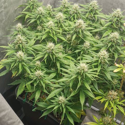 Northern light #2 growlog timeline photo