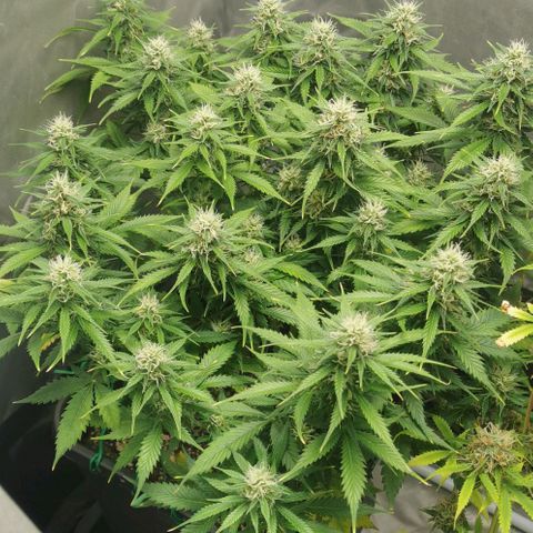 Northern light #2 growlog timeline photo
