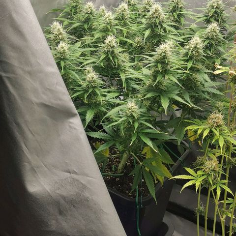 Northern light #2 growlog timeline photo