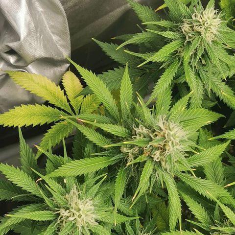 Northern light #2 growlog timeline photo