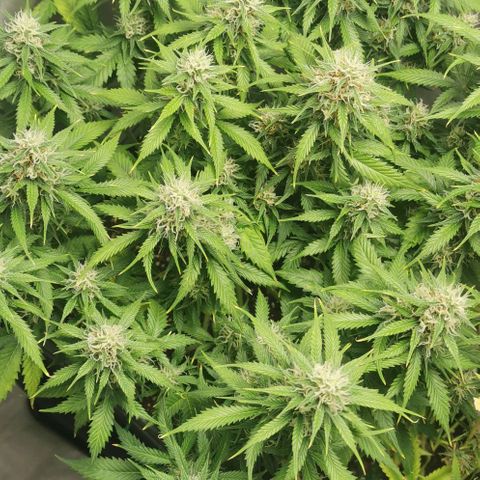 Northern light #2 growlog timeline photo
