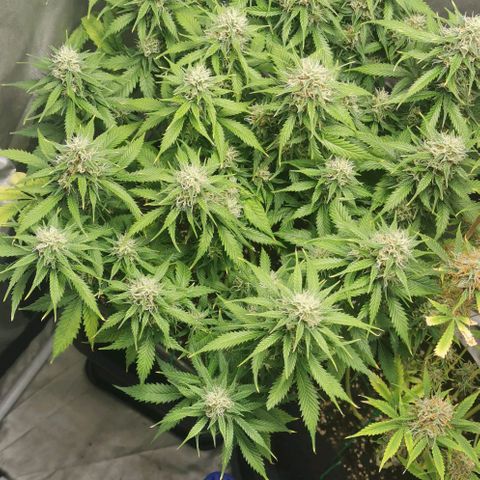 Northern light #2 growlog timeline photo