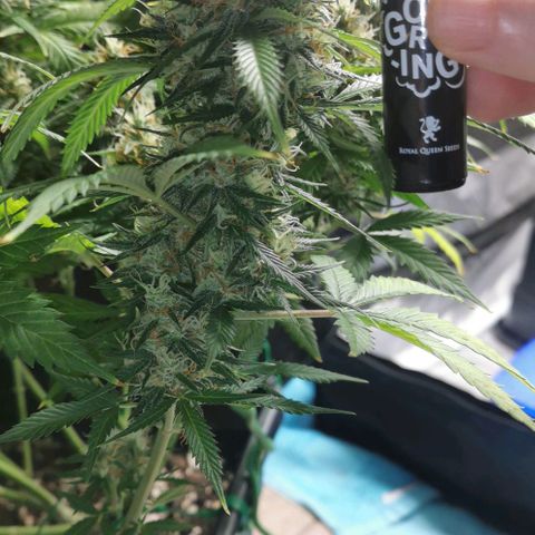 Northern light #2 growlog timeline photo
