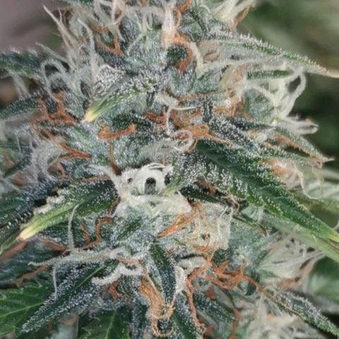 Northern light #2 growlog timeline photo