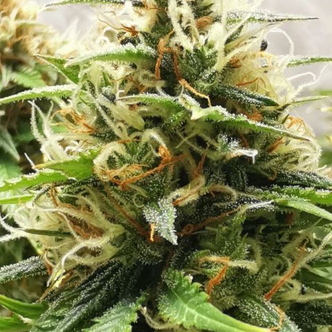 Northern light #2 growlog timeline photo