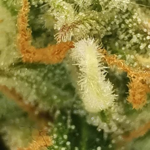 Northern light #2 growlog timeline photo
