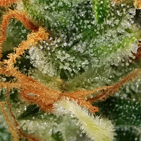 Northern light #2 growlog timeline photo