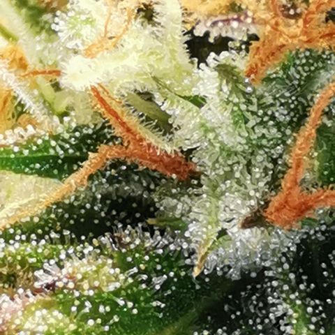 Northern light #2 growlog timeline photo
