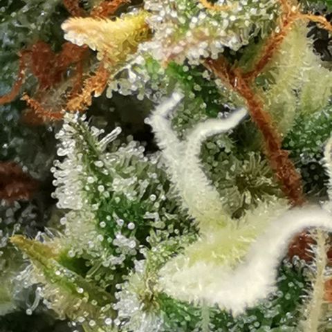 Northern light #2 growlog timeline photo