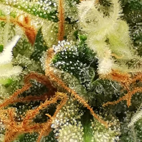 Northern light #2 growlog timeline photo