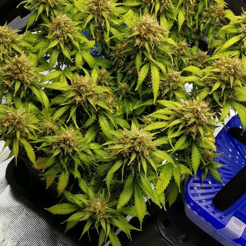 Northern light #2 growlog timeline photo