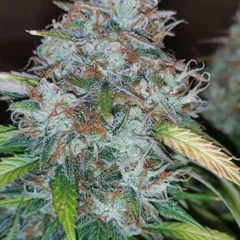 Northern light #2 growlog timeline photo